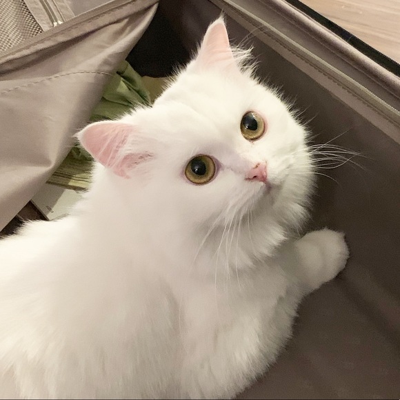 Meet your Posher, Jianing - Picture 1 of 1